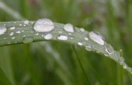 Dicke Wassertropfen liegen auf einem Grashalm.