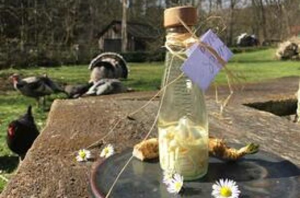 Meerrettichtinktur auf einem Holztisch, im Hintergrund Hühner.