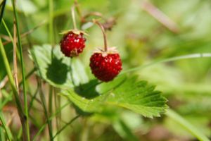 Nahaufnahme von zwei kleinen Walderdbeeren.