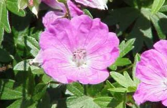 Nahaufnahme eine Pelargonienblüte.