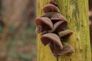 An einem Baumstamm wachsen einige Pilze.