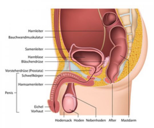 Anatomie der männlichen Geschlechtsorgane. 