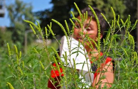 Frau im Feld hinter Pflanzen benutzt ein Taschentuch.