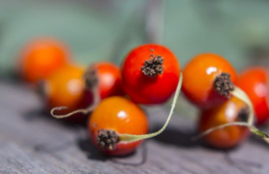 Die Hagebutte fällt durch ihre orange-rote Färbung in der Natur auf.