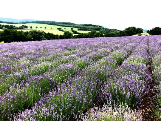 Petite Provence: 50.000 Lavendel-Pflanzen mitten in Deutschland bei Detmold.